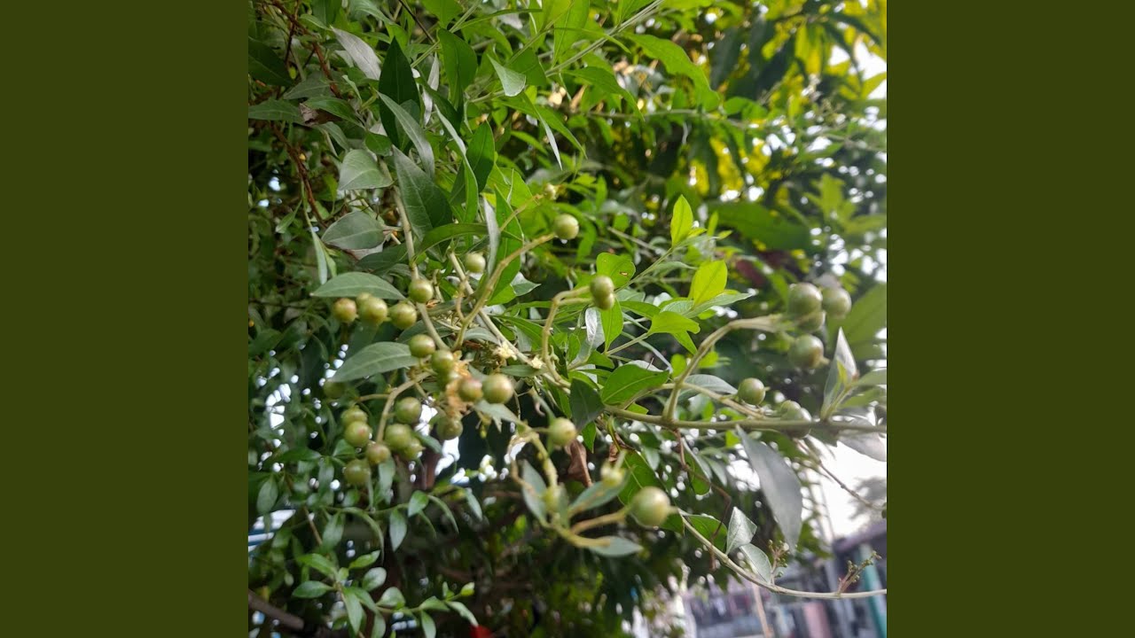 Upah Harian Hidup Bulanan