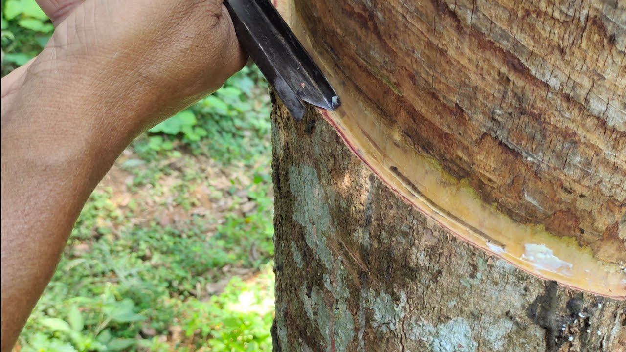ടാപ്പിംഗ് എങ്ങനെ എളുപ്പത്തിൽ പഠിക്കാം