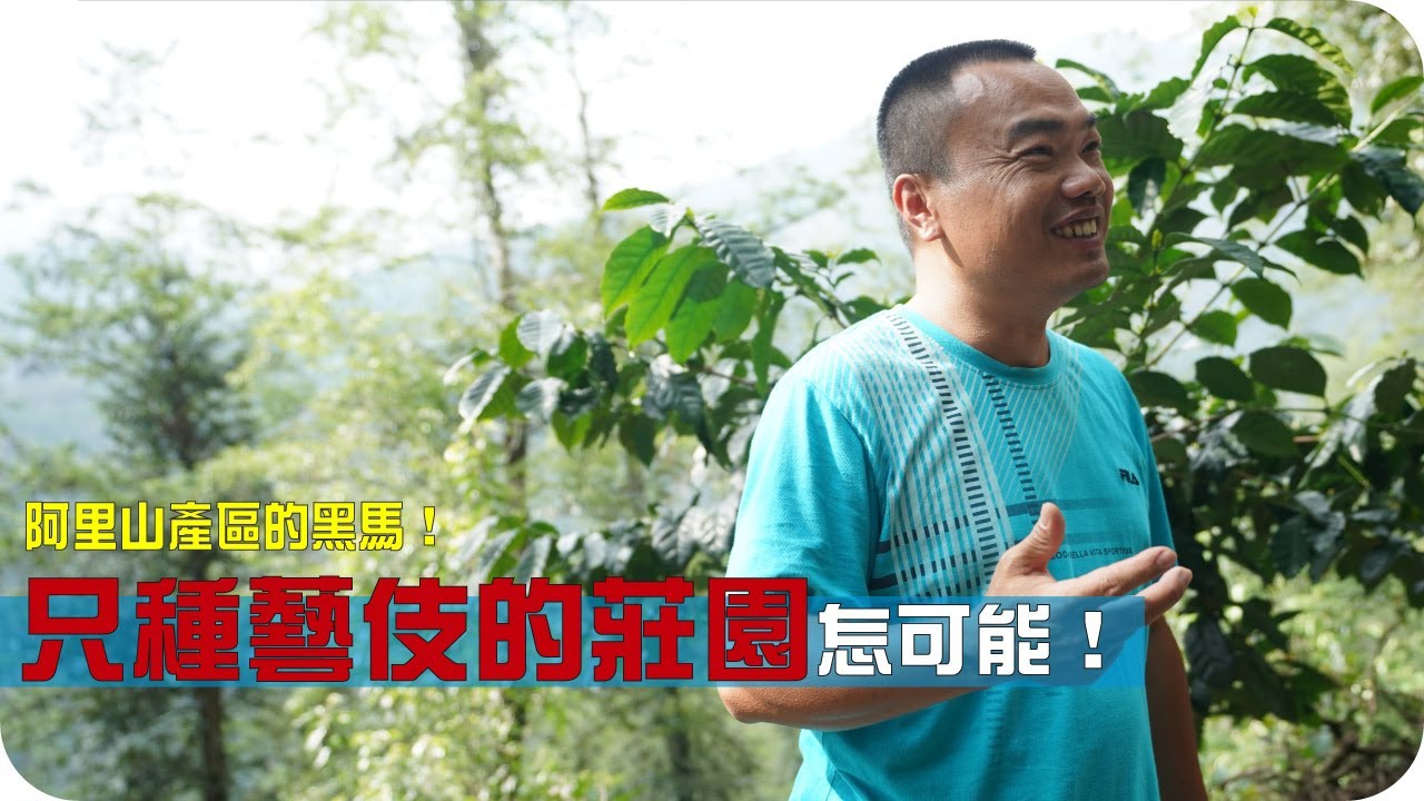 只種植藝伎的咖啡莊園-豆御香Geisha Estate