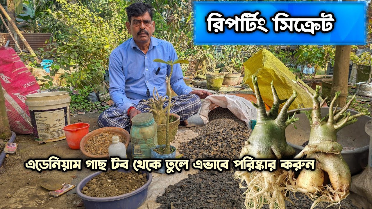 এডেনিয়াম রিপর্টিং কিভাবে করবেন (পর্ব১)