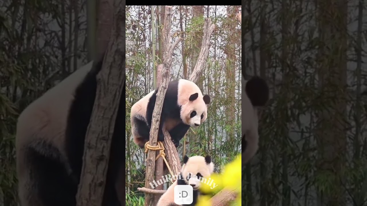 Mama Aibao also wants to play😂 || #cutepanda #panda #Aibao #huiruifamily #short #fyp