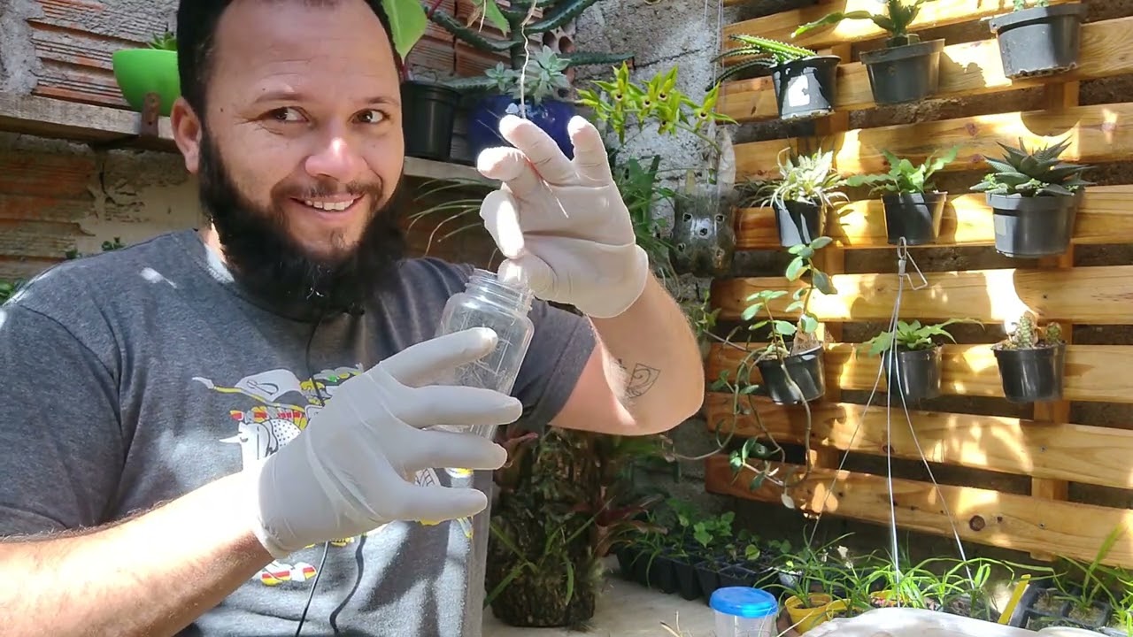Germinação das tillandsia #germinação #bromélias #tillandsia #propagation
