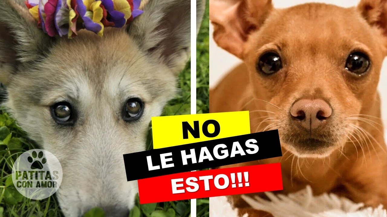 10 Cosas Que No Debes De Hacerle A Tu Perro