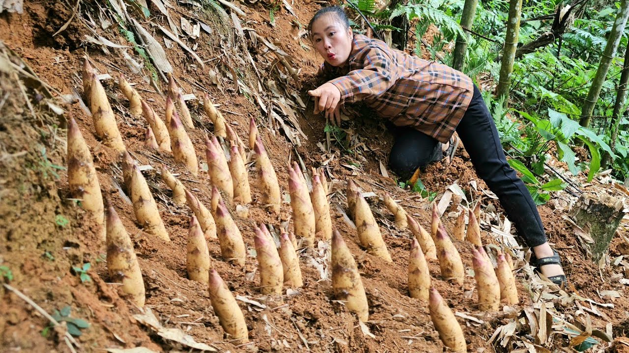 Harvest early season bamboo shoots for sale - Sweet taste of bamboo shoots early season