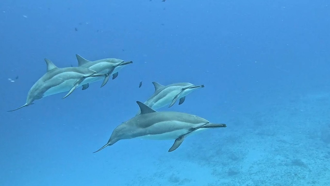 Awesome Dolphins and a couple of Tiger Sharks 02.13.26