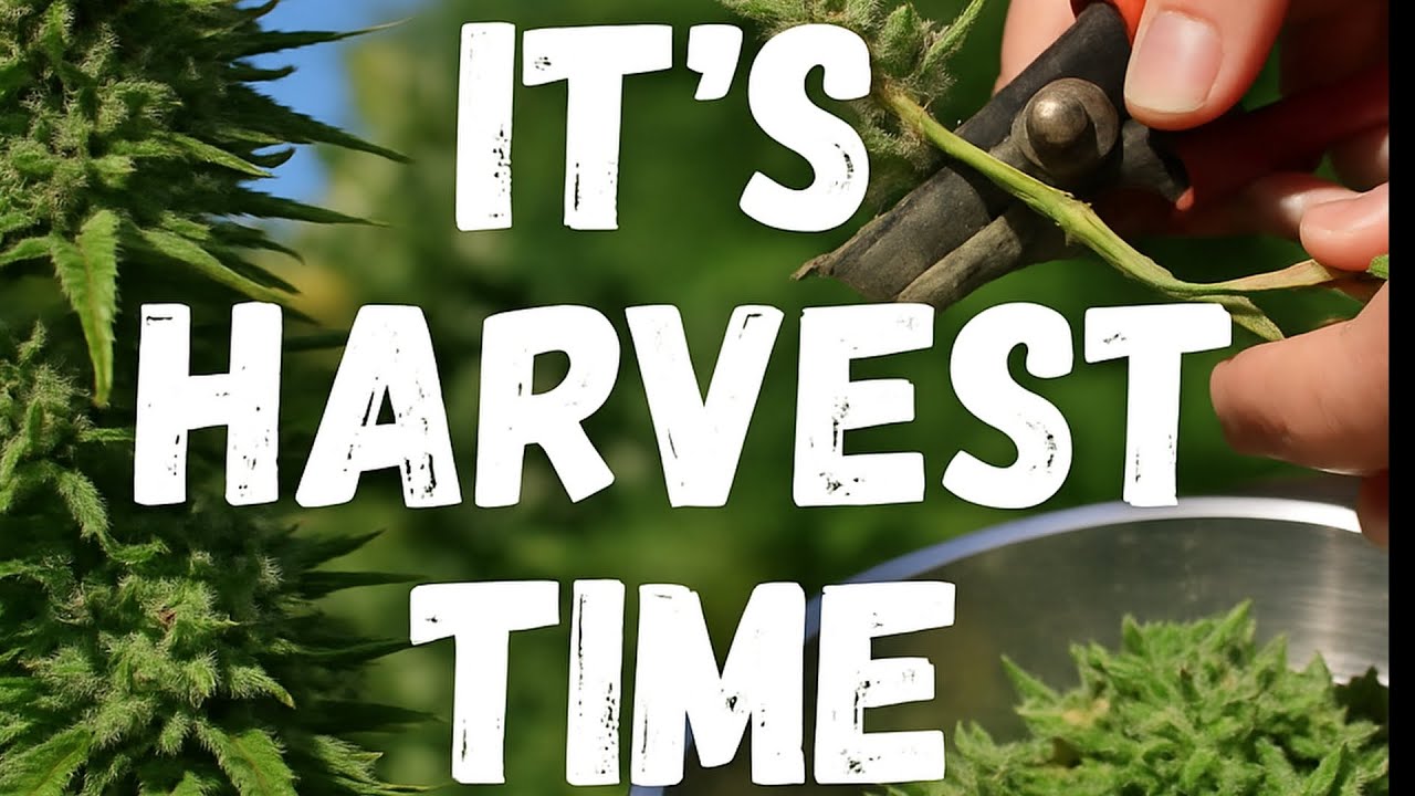 It’s Finally Harvest Time! � My Outdoor Cannabis Grow Comes to an End