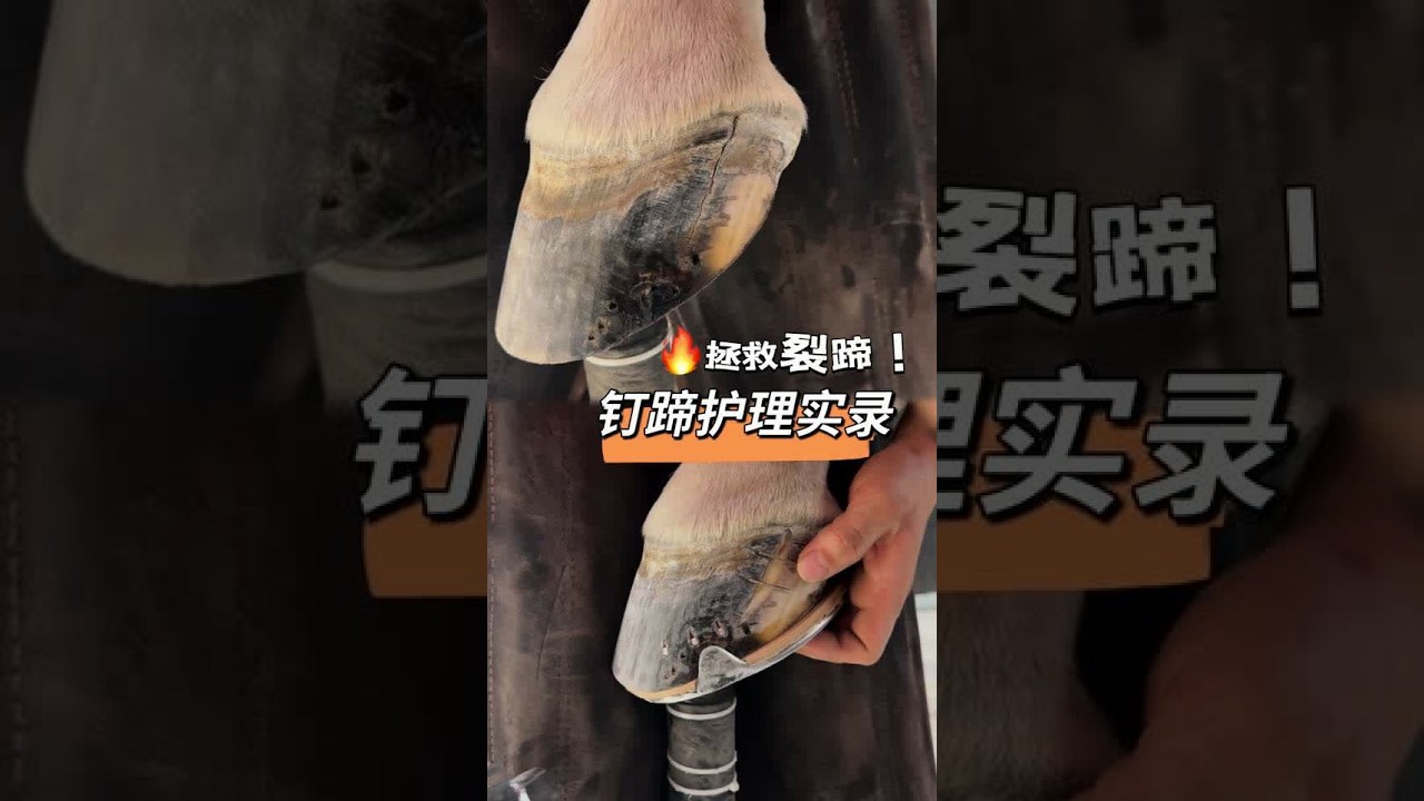 蹄侧裂的处理#手艺人 #钉马掌#修马蹄#马匹福利#马场日常