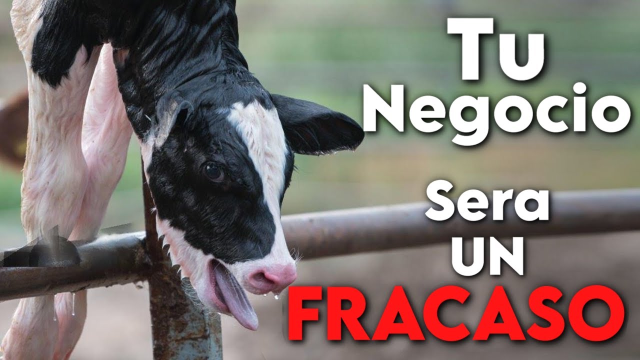 ¿Por Qué el 95% de los Negocios de Vacas Lecheras FRACASAN?