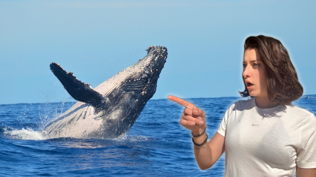 El Mejor SITIO Para Ver BALLENAS 🐋 | Whale Watching Hervey Bay, Australia 🇦🇺