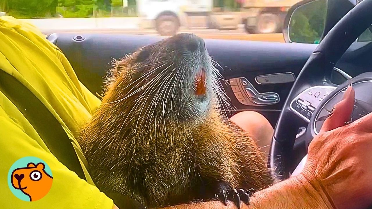 Nutria Lost His Family. Now He Rides to Work Every Day | Cuddle Buddies