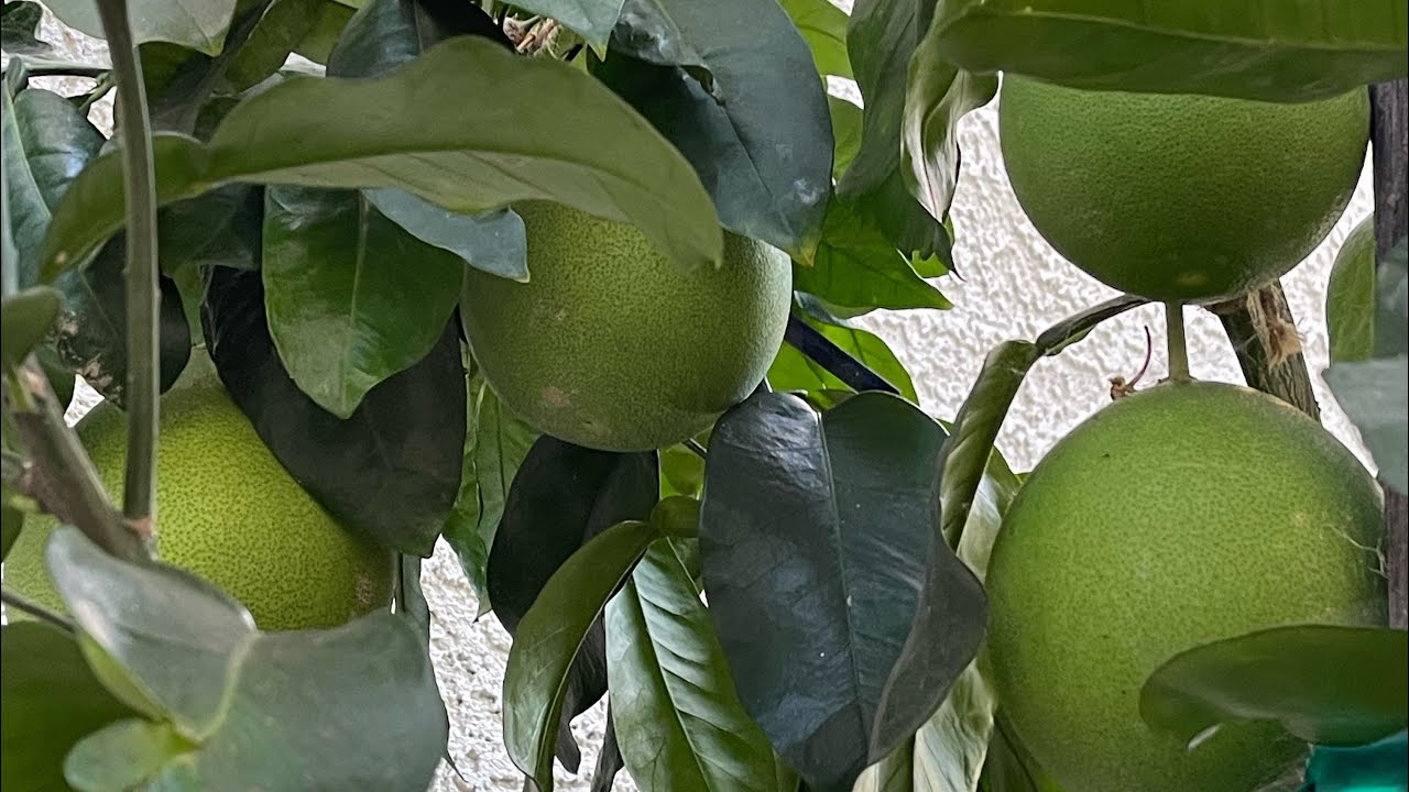 Chia sẻ mấy cây bưởi ghép  2024