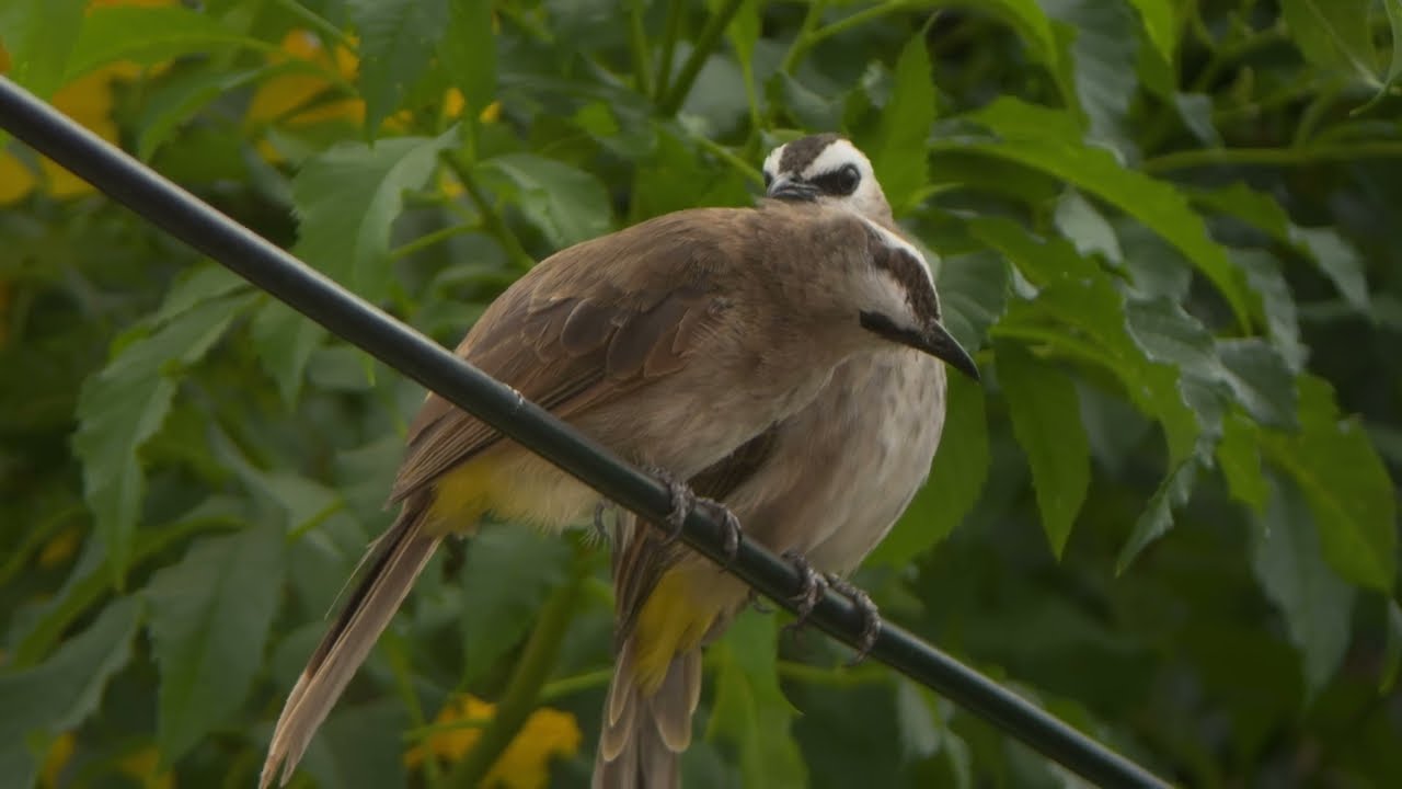 couple of Yellow vented bulbul full 16:9 #bird #birding #yellowventedbulbul #ดูนก #นกปรอดหน้านวล