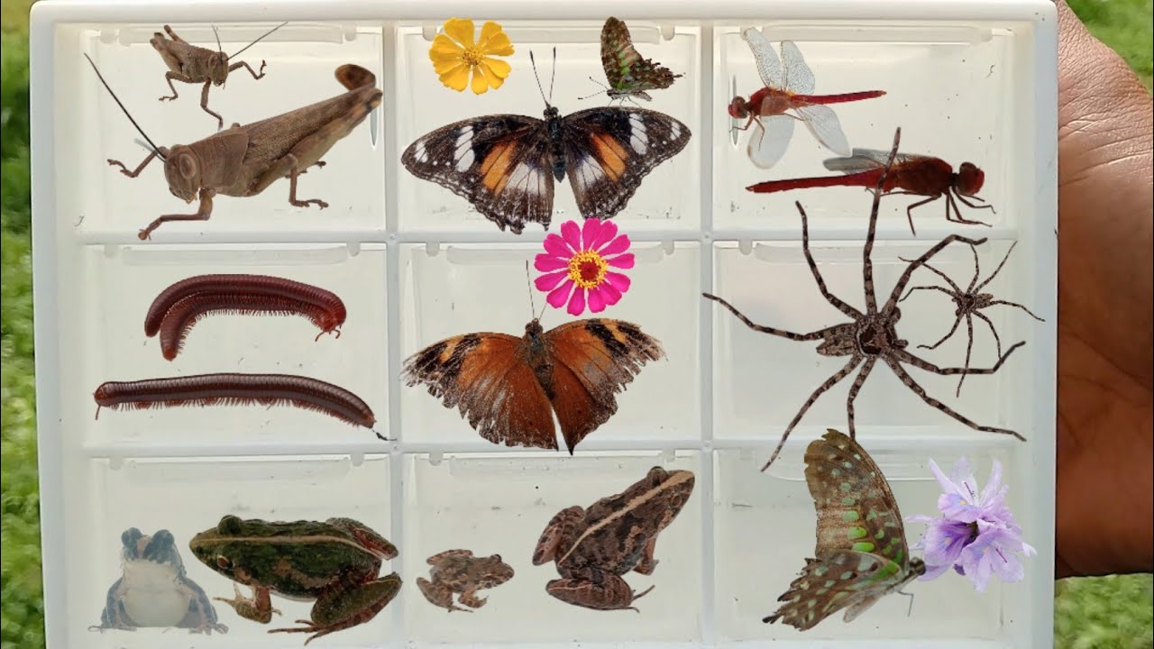 I caught Big GRASSHOPER, dragonflies , BUTTERFLIES, Cute FROGS, Spiders, and Millipede.