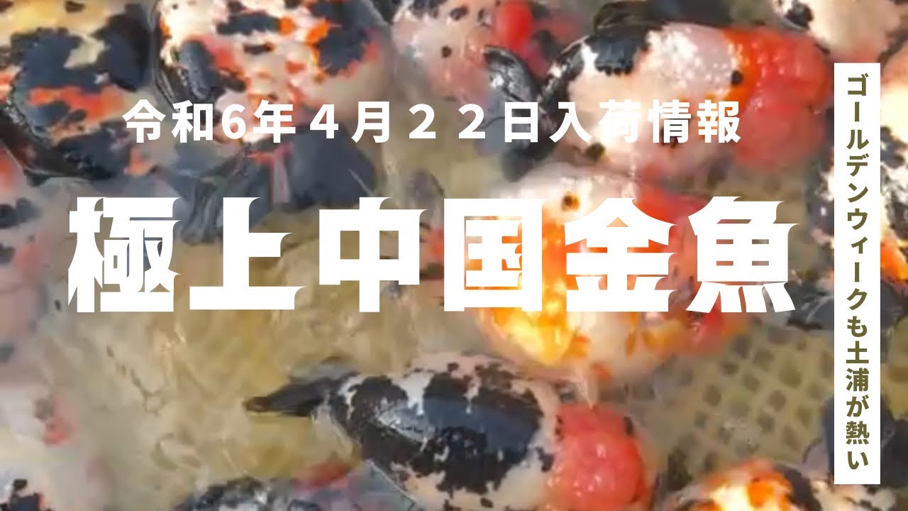 極上中国金魚の入荷情報