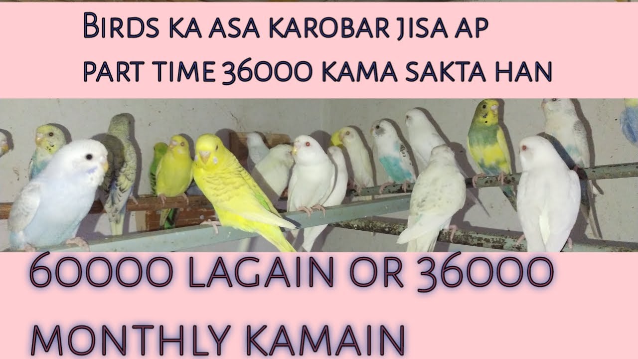 best birds business |60000 investment |36000 earning pr month |
