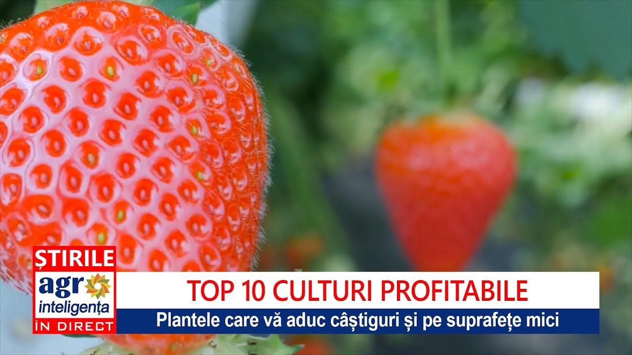 Top 10 cele mai profitabile culturi agricole