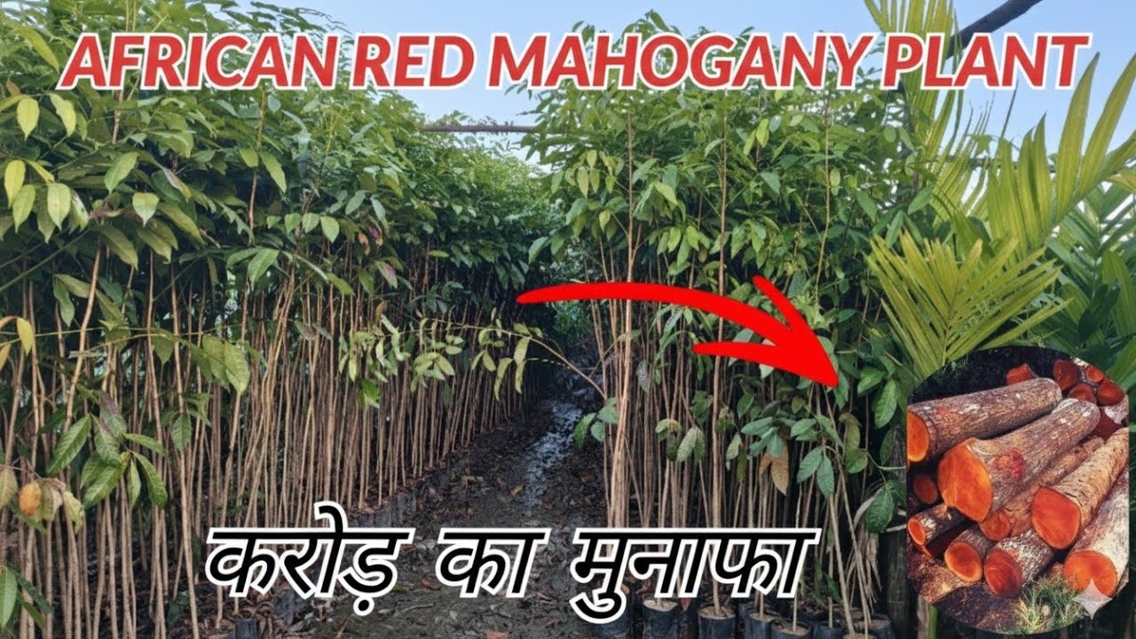 AFRICAN RED MAHOGANY NURSERY || अफ्रीकन रेड महोगनी प्लांट || करोड़ का मुनाफा || @JarifGreenNursery 
