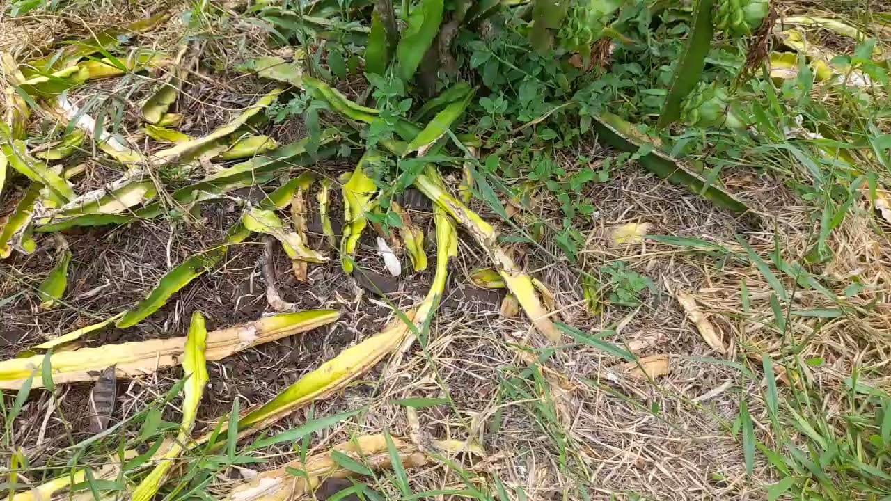Pomar de pitaias 