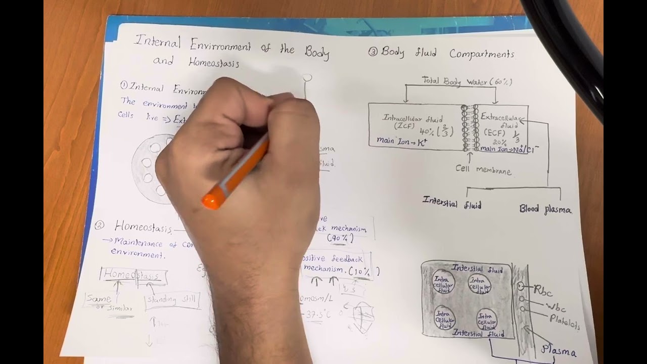 Homeostasis Explained in Tamil | Internal Environment Physiology for Medical Students