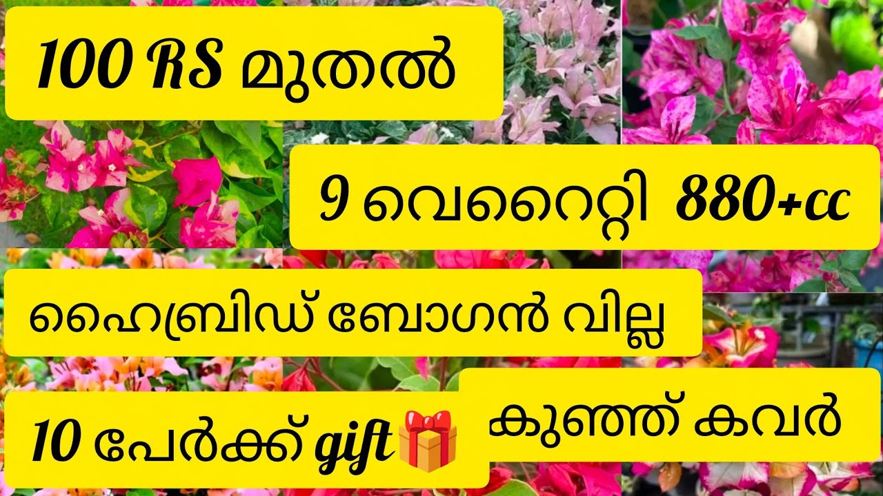 100  rs  മുതൽ ഹൈബ്രിഡ് ബോഗൻവില്ല കുഞ്ഞ് കവർ സൈസ് പ്ലാന്റുകൾ. 10 പേർക്ക് ഗിഫ്റ്റും🎁. Wats 8075526920 