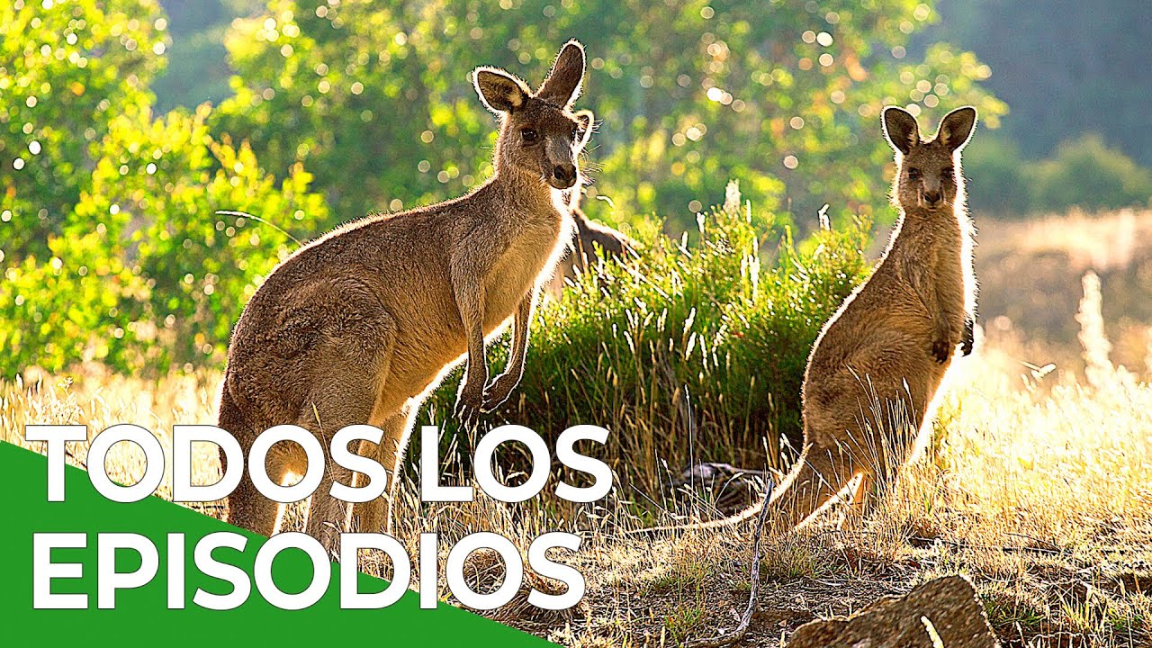 Gigantes | Vida Salvaje Episodio 8 | Free Documentary Nature - Español