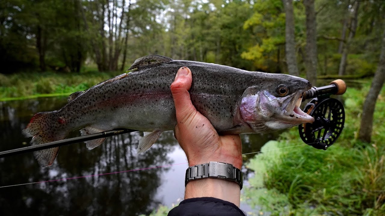 Lipienie z Łupawy | Pstrągi Tęczowe i Potokowe na nimfę | Euro Nymphing for Wild Trout and Grayling