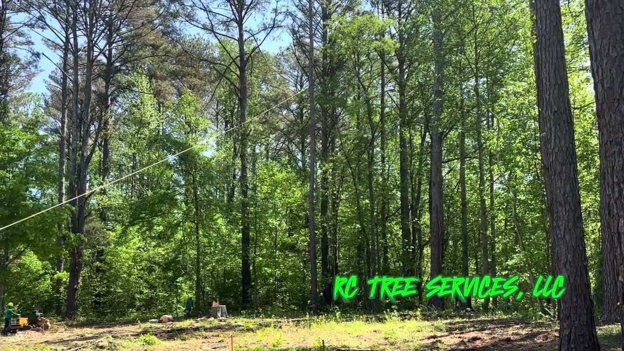 80ft Pine Tree Removal in Grant, AL | RC Tree Services, LLC