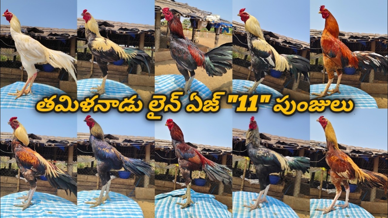 తమిళనాడు లైన్ ఏజ్ 