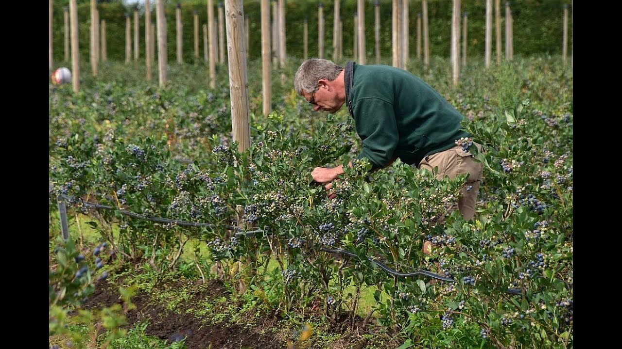 Alles over bio &ndash; De blauwe bessen van CHRIST LAVENS (O&rsquo;bio)