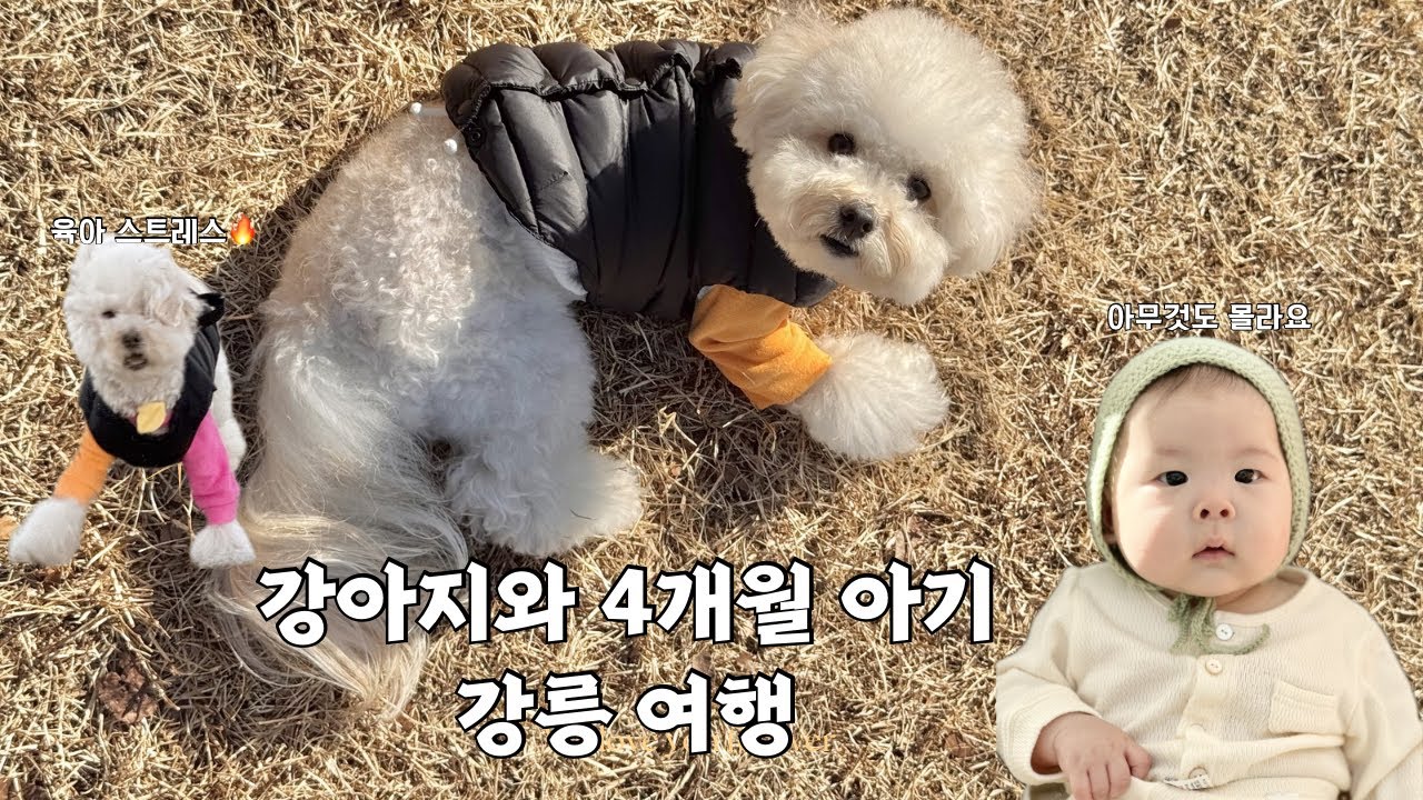 강아지와 4개월 아기랑 12월의 강릉 여행🌊 현실은...