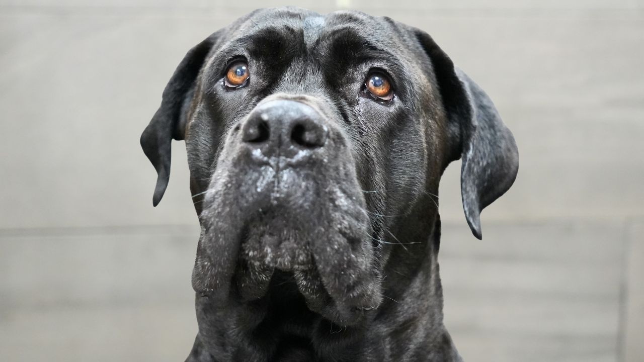 The Cane Corso Has A Bad Reputation...But Look at This Girl 🥹