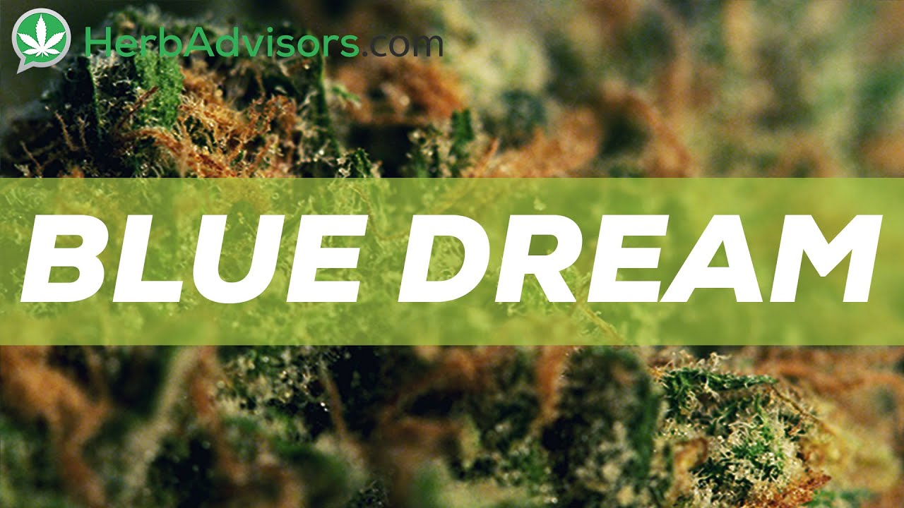 Blue Dream Marijuana Strain Review  by HerbAdvisors.com