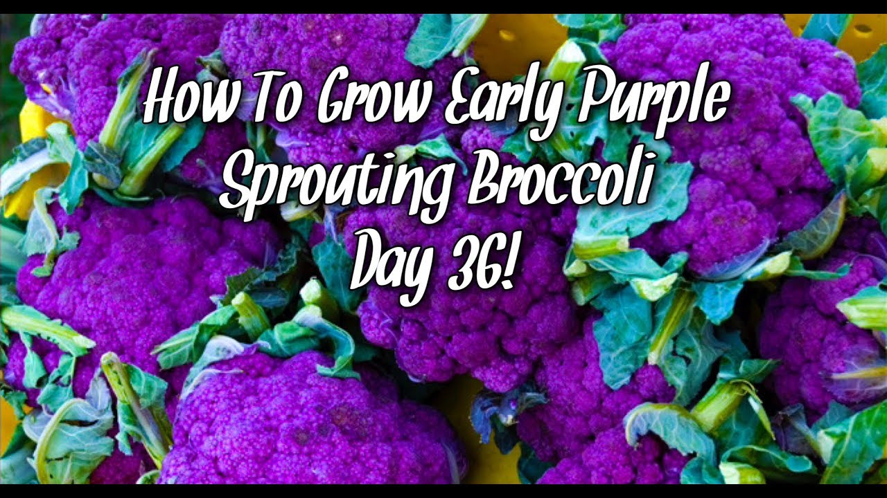 How To Grow Early Purple Sprouting Broccoli | Day 36 | Baker Creek Heirloom Seeds!