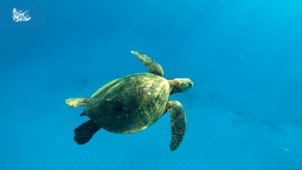 Dive Into the Relaxing Coral Reef Aquarium 🐠 Marvel at Sea Animals in the Best 4K UHD Aquarium