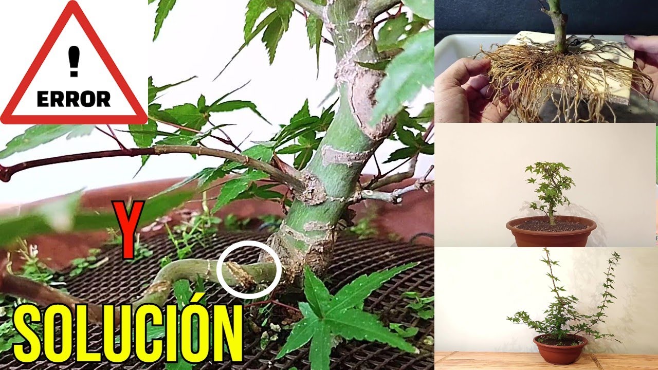 💥ERRORES  y PROGRESO de un PRE BONSAI de Arce Palmatum Deshojo💥