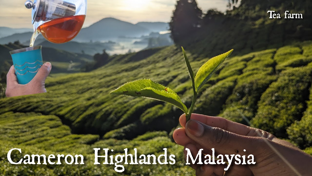 VISIT CAMERON HIGHLANDS TEA FARM 4k