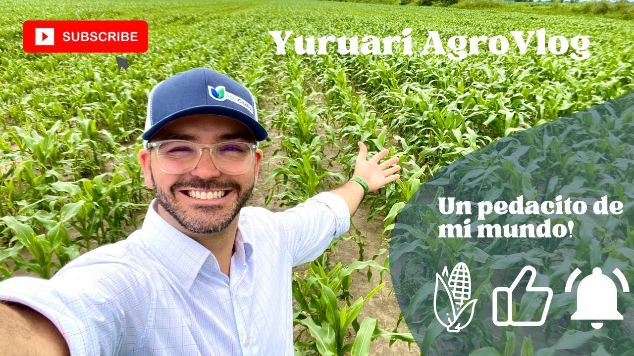YURUARI AgroVlogs Cultivos de maíz amarillo en el estado Portuguesa de Venezuela