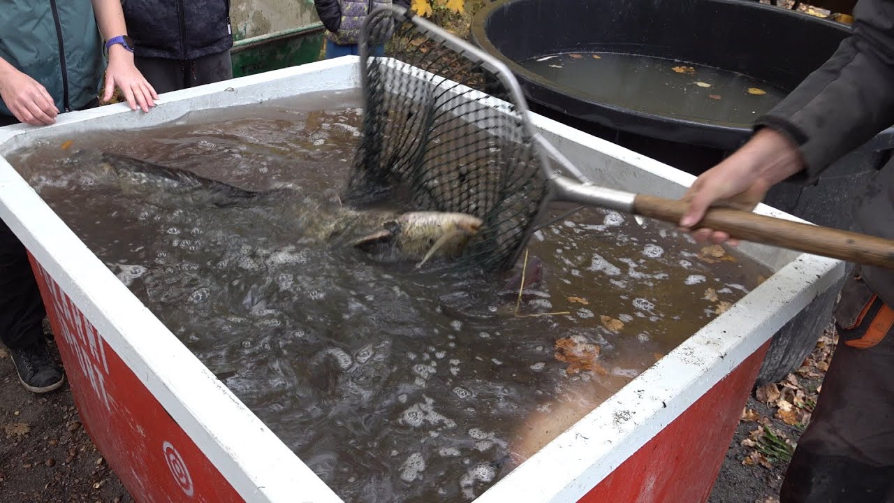 🐟 Smilkov - výlov rybníka Mlýnský