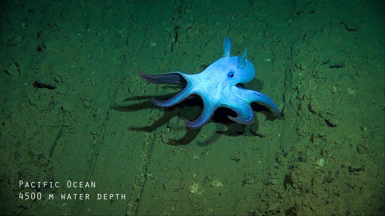 Impacts and risks of deep-sea mining - Fast Forward Science 2019