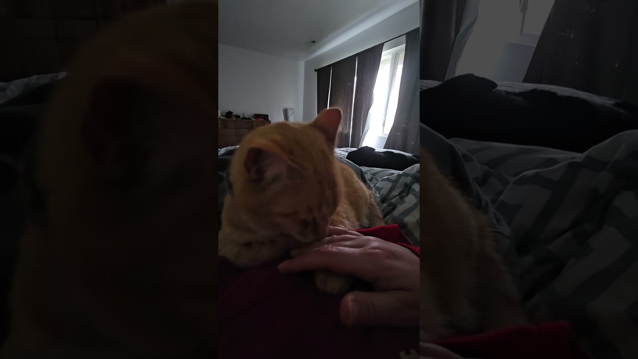 Cat Licking / Cleaning my hand (plus dog snores and rain) ASMR