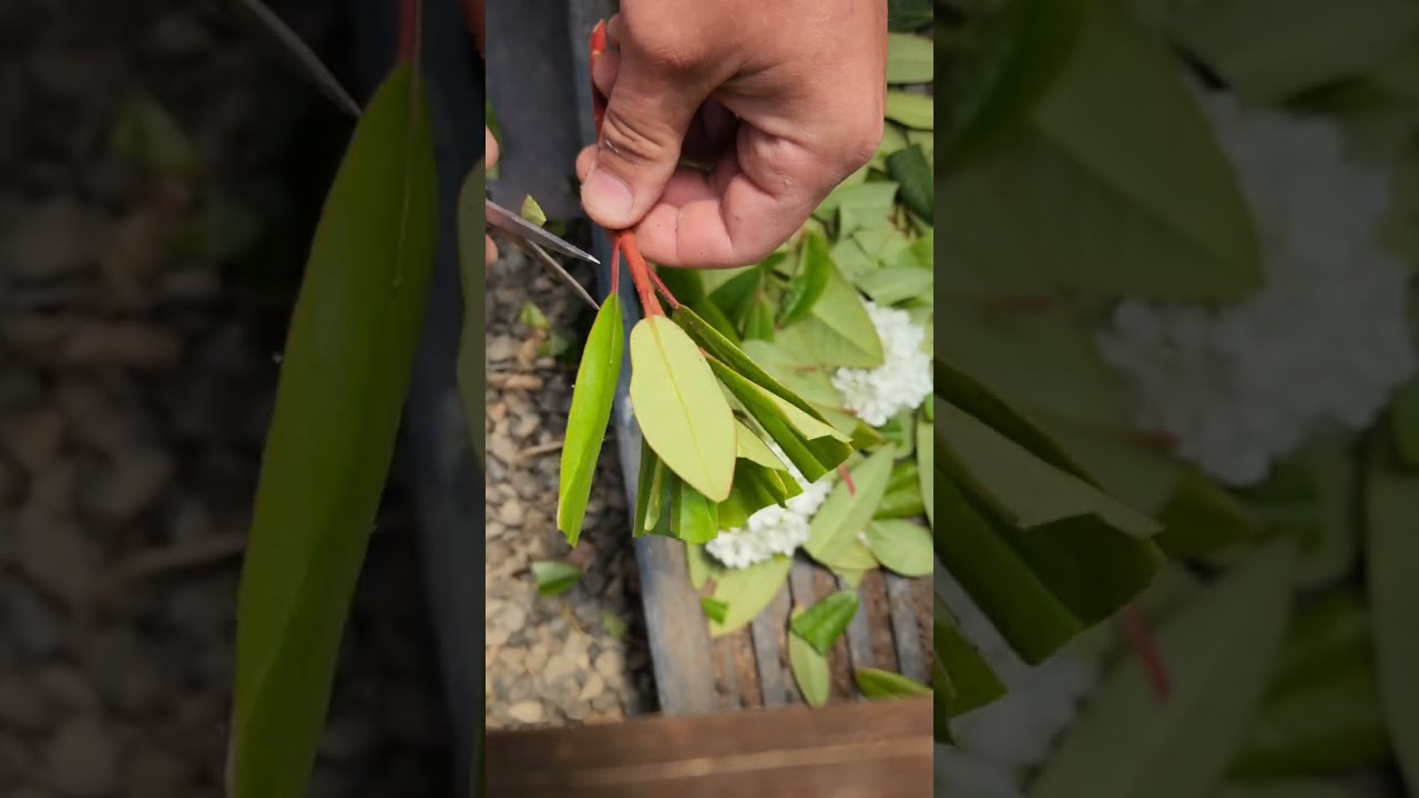 Rhododendrons are easy to grow from cuttings | Propogating Rhododendron