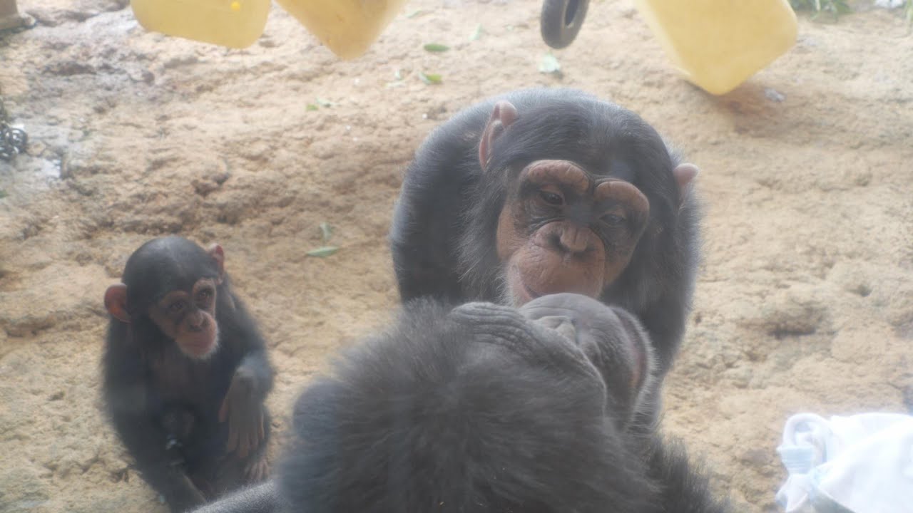雪を食べるジンを観察するシジミとプラム　多摩動物公園　チンパンジー　202602
