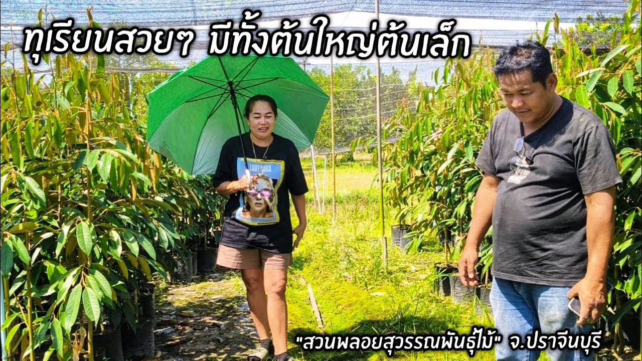 ทุเรียนสวยๆ มีทั้งต้นใหญ่ต้นเล็ก 