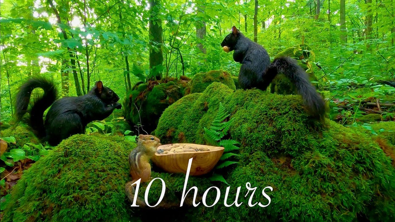 10-hour Cat TV: Chipmunks and Squirrels in a Beautiful Green Forest 4K