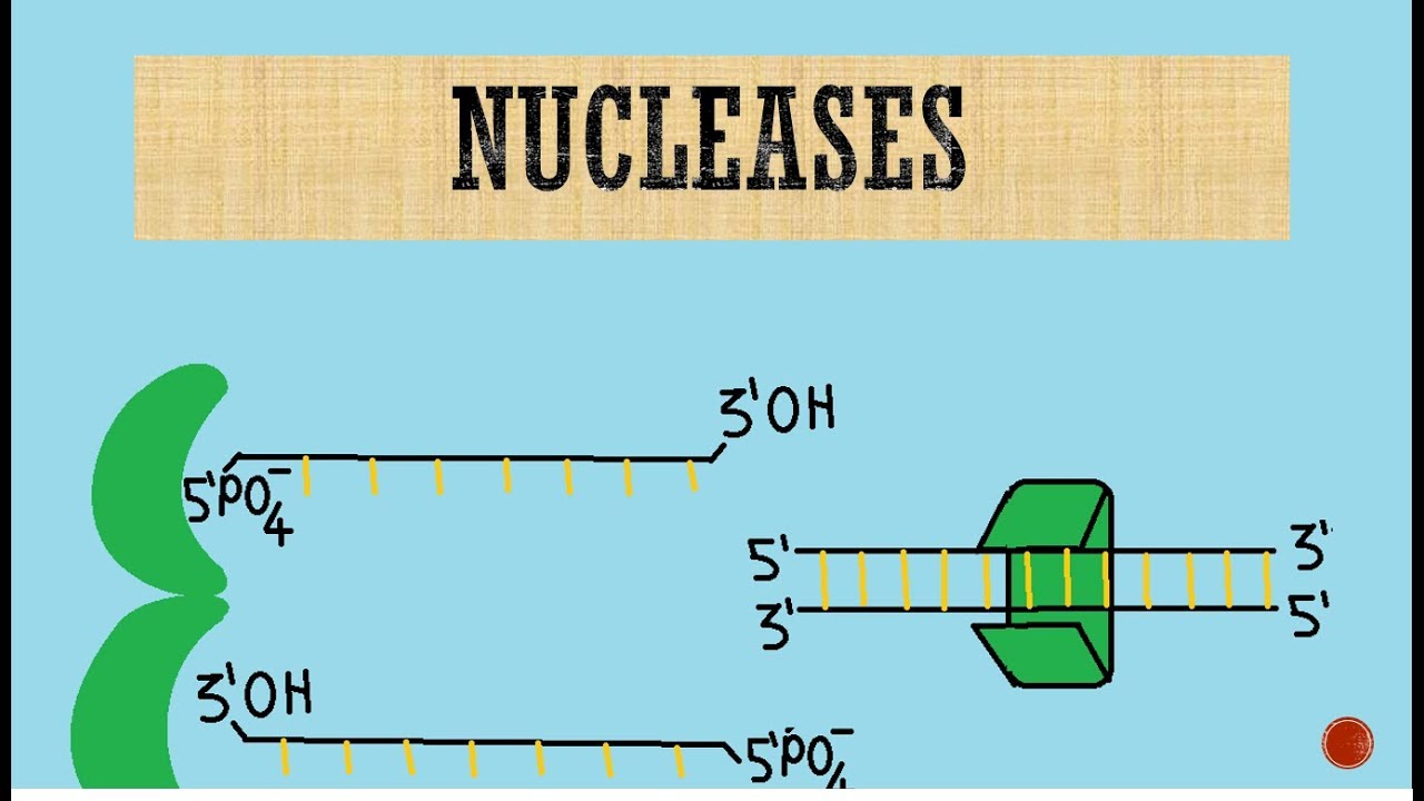Nucleases | Exonucleases | Endonucleases