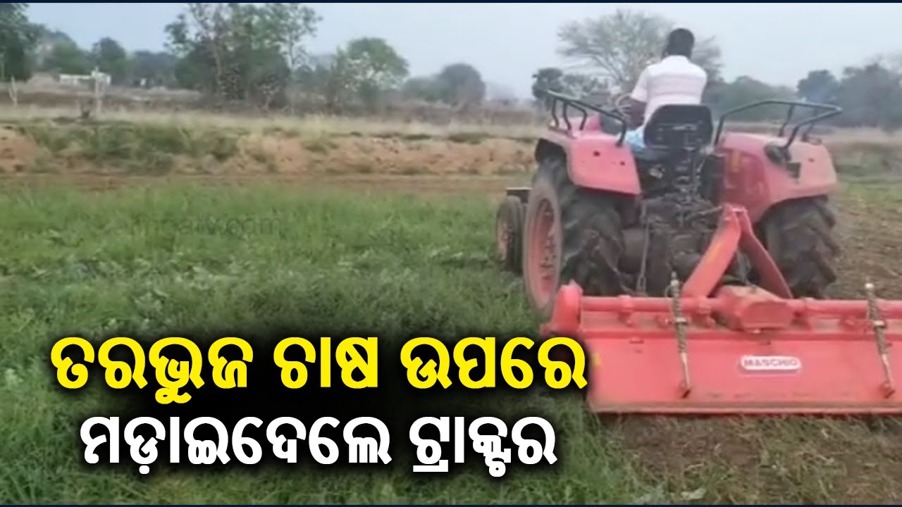 Farmer razes watermelon field with tractor in Odisha's Padmapur || KalingaTV