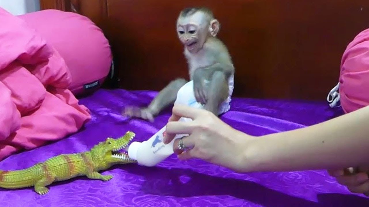 Baby Monkey Donal Cry Jealous Mom Feed Milk To Crocodile