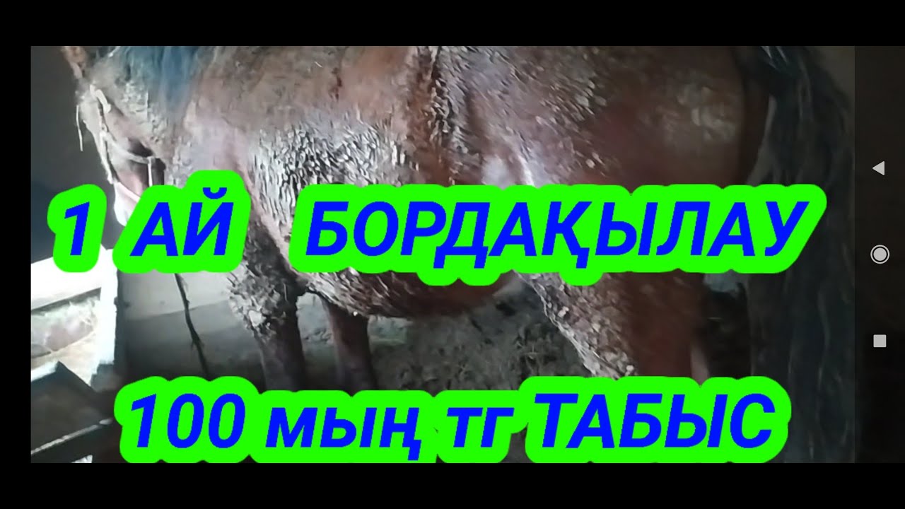 ЖЫЛҚЫ БОРДАҚЫЛАУ | ТЕГІН КЕҢЕС БЕРУ