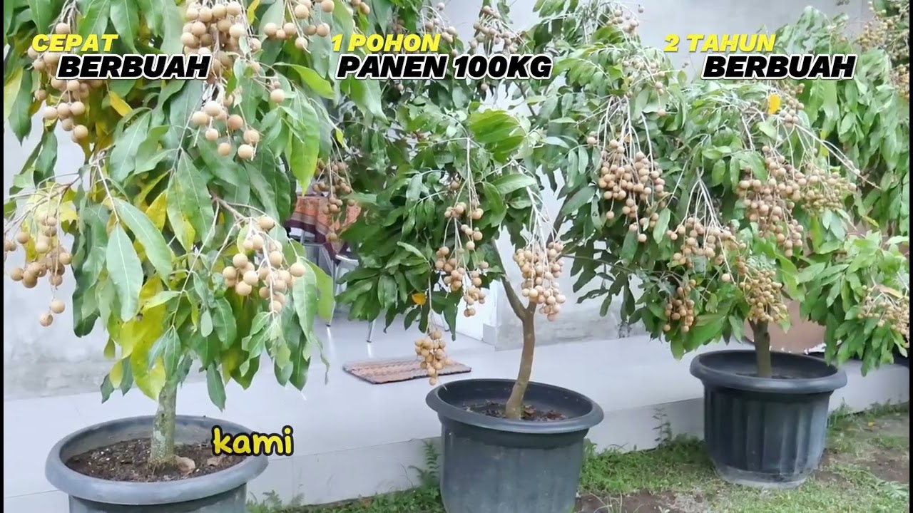 Bibit Kelengkeng  Itoh Harga Promo