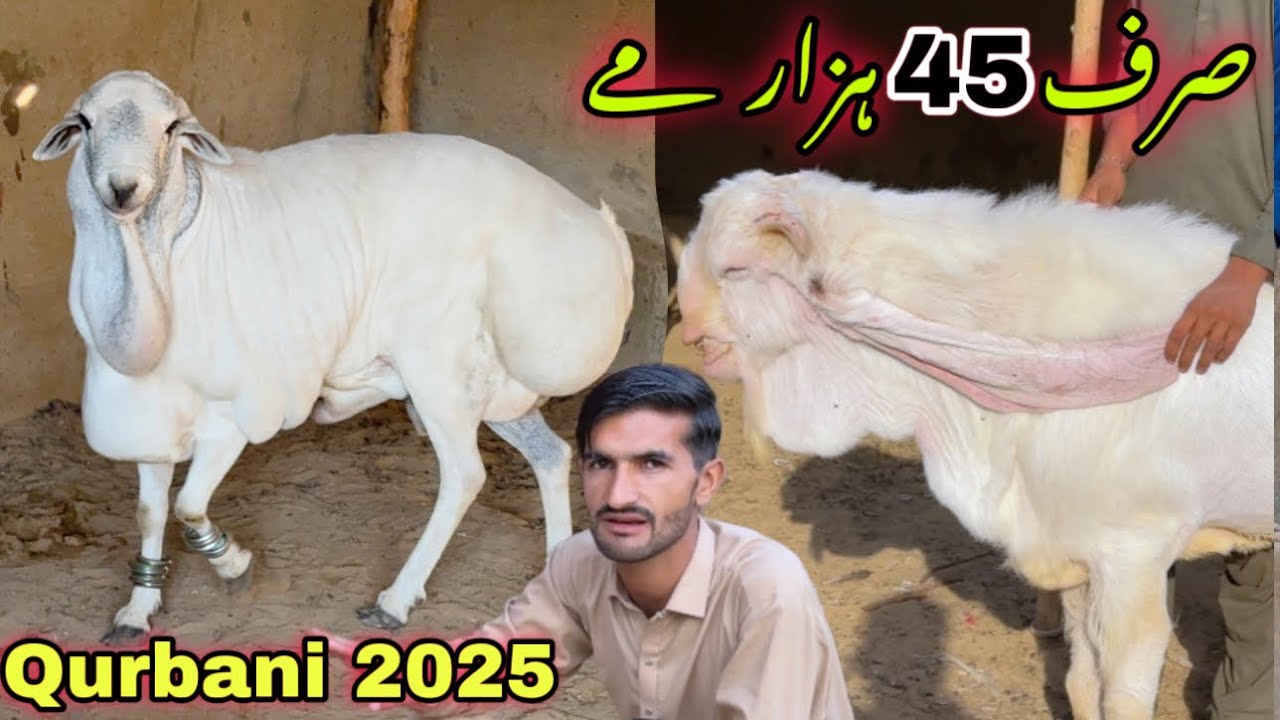 Sudani Dumba Ka breading Pair Agya 😍 || Muneer Goat Farm Outclass Collection For Qurbani 2025